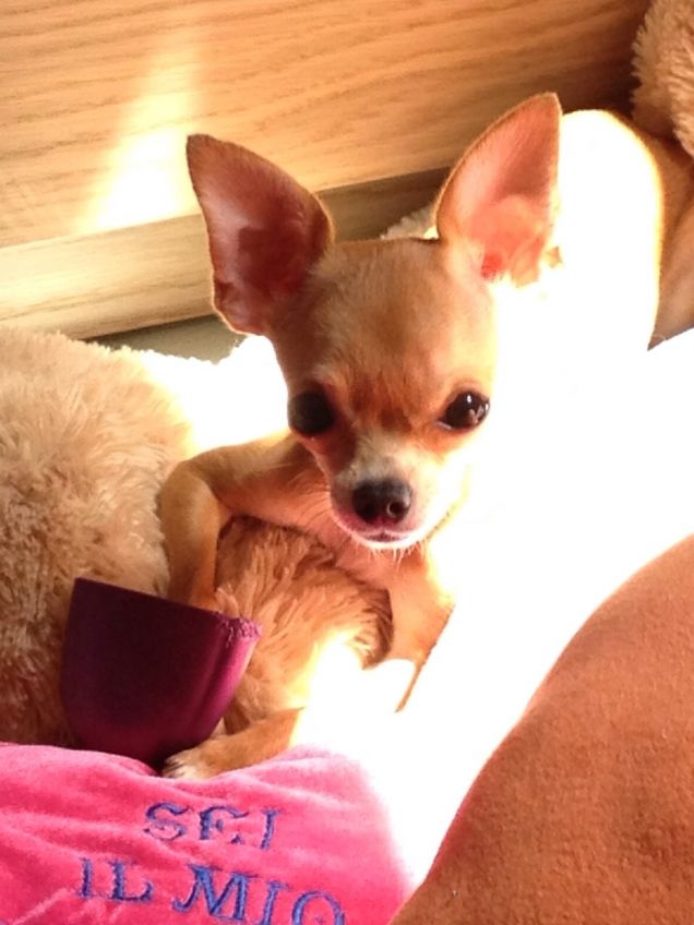 tra pupazzi e giochi