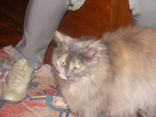 la mia miciona cicciona