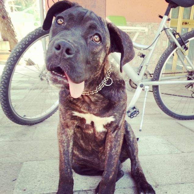 La lingua di Achille