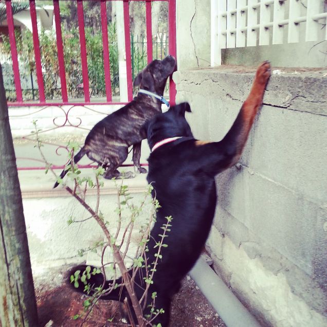 Oh-oh ci è semblato di vedere un gatto!