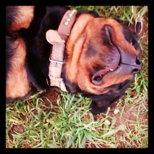 Daiiii, grattami ancora un pò!