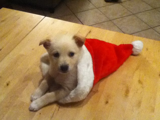 Bea e il cappellino di natale