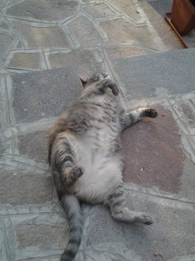 mi gratti la pancia,per favore?