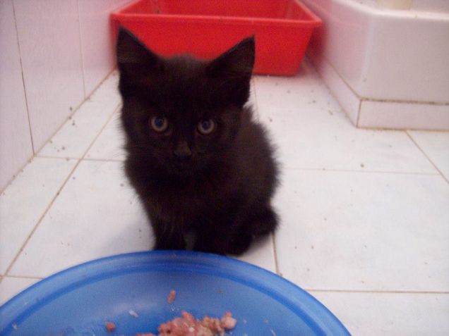 La piccola Moonlight