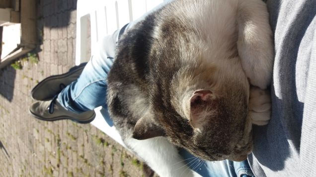 Relax sulla pancia della padrona