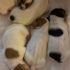 VENDO CUCCIOLI DI JACK RUSSELL CON PEDIGREE