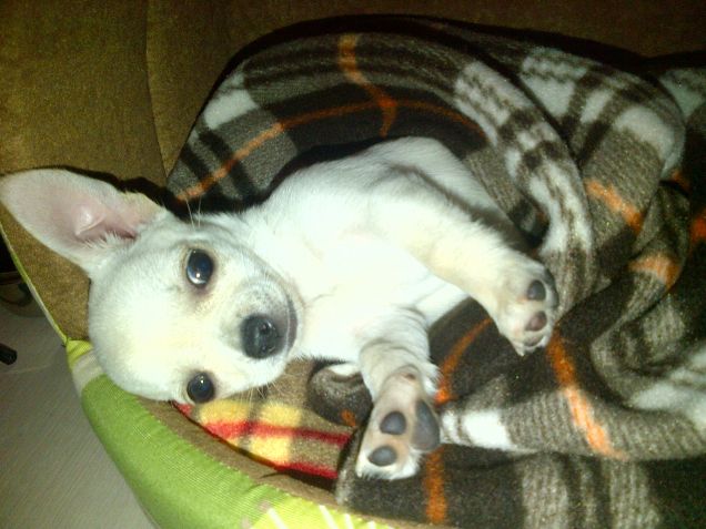 Dopo il vaccino sono un pochino triste   