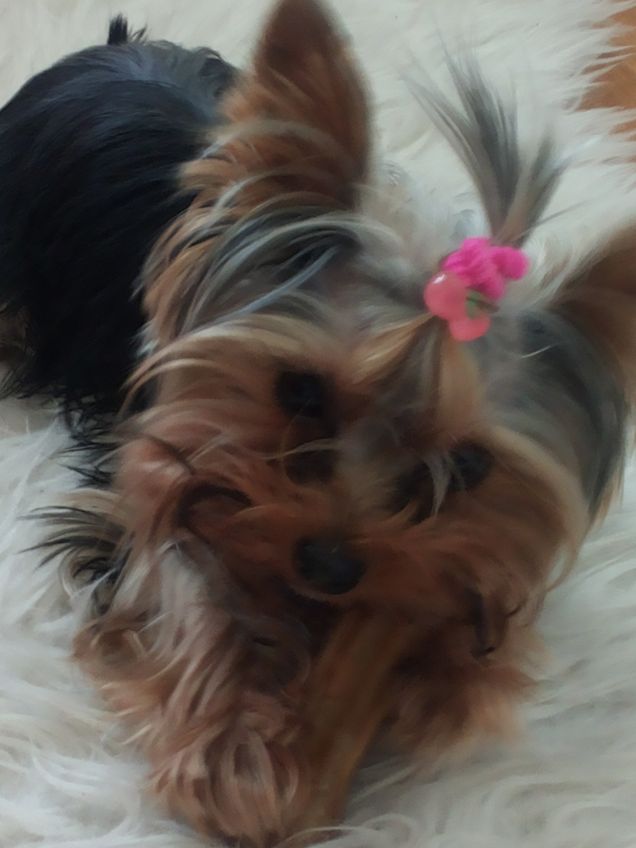 Misa gioca con l'osso