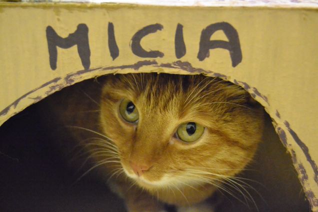 MICIA