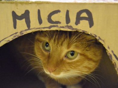 Micia