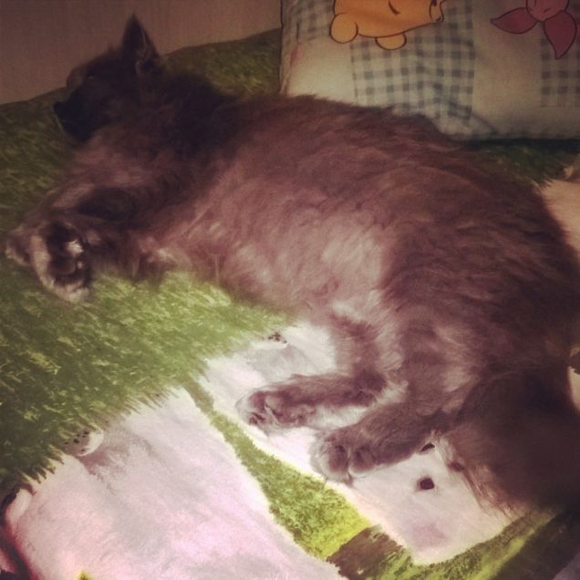 kyra la dormigliona :)