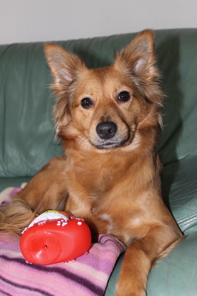 la mia anima gemella