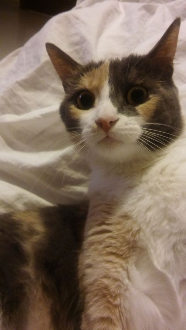 Hei....cosa è quella cosa piccola che vola????