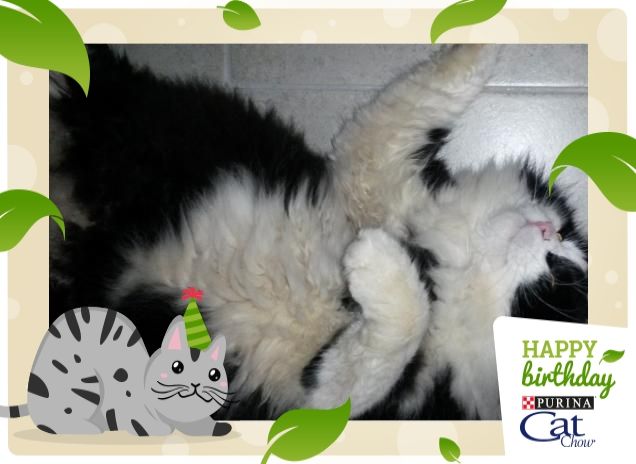 sono un pelosone...ma non sono di razza!