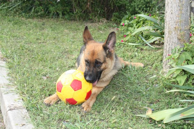 ZELDA LA MIA CUCCIOLINA