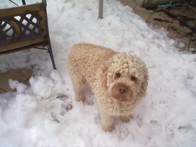 Oliver e la sua prima neve