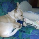 il mio cucciolo kimmy 