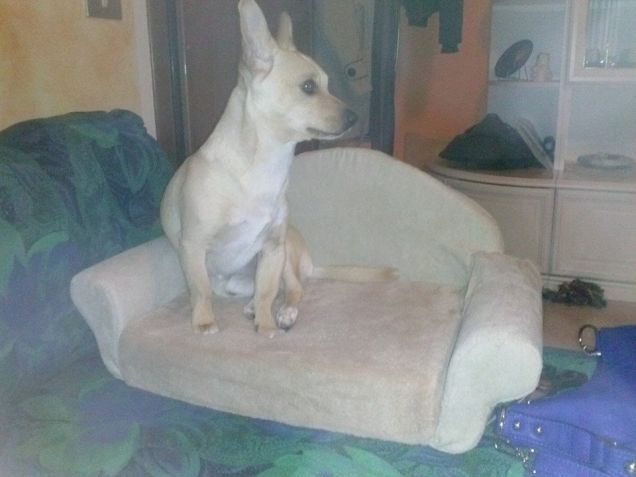 io e il mio divanetto 