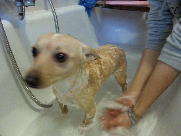 il bagnetto di kimmy