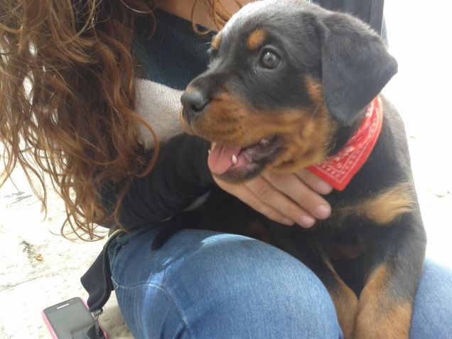 'Aò...me stanno a rubbà a moto!'