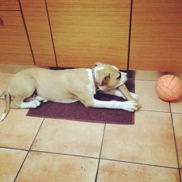 Karlos e il suo osso