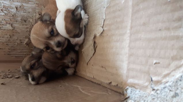 La famiglia di Teddy