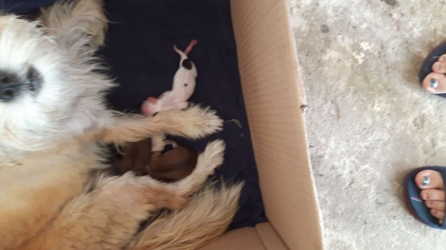 Mamma Mia e i topini appena nati