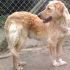 Ho due anni, sono bella e saggia. Sono molto Golden Retriever