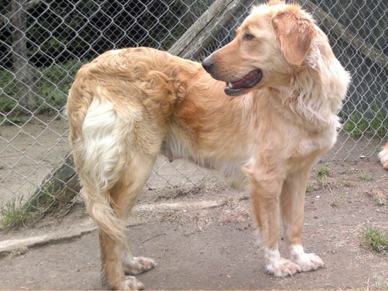 Ho due anni, sono bella e saggia. Sono molto Golden Retriever