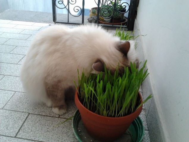 Sono goloso di erba gatta!