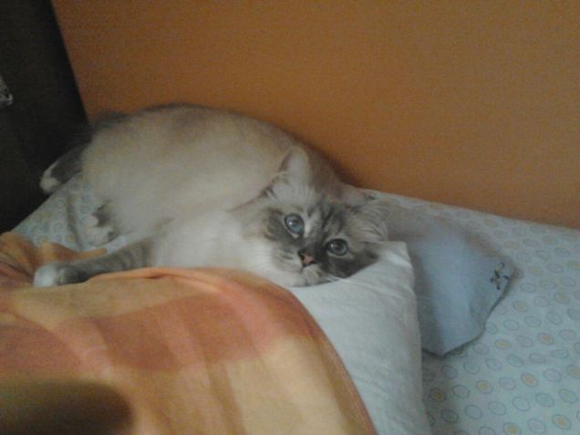 nel letto della mia sorellina!