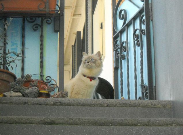 dov'è la mia mamma?