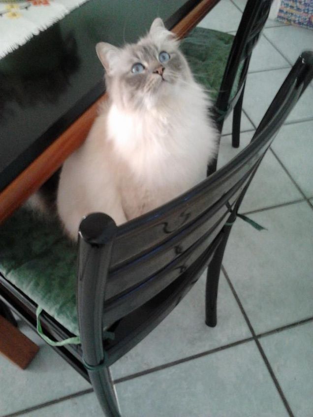 hai detto croccantini? **