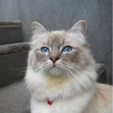Luisa