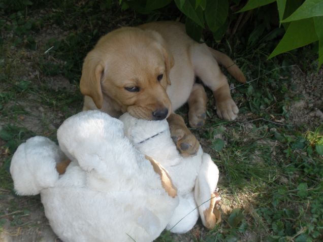 Tanta voglia di dormire..ma non senza il mio peluche..