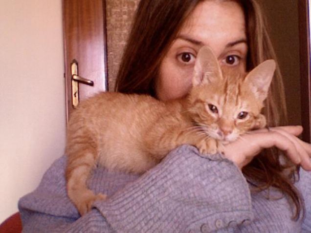 gatto curioso primo giorno a casa
