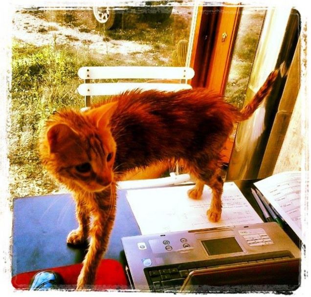 micio pulito micio un po scocciato..