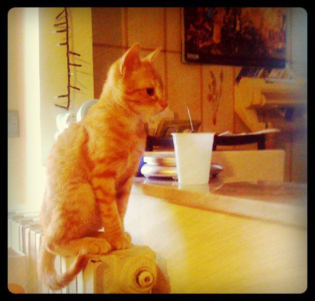 latte liscio mescolato non agitato.. grazie