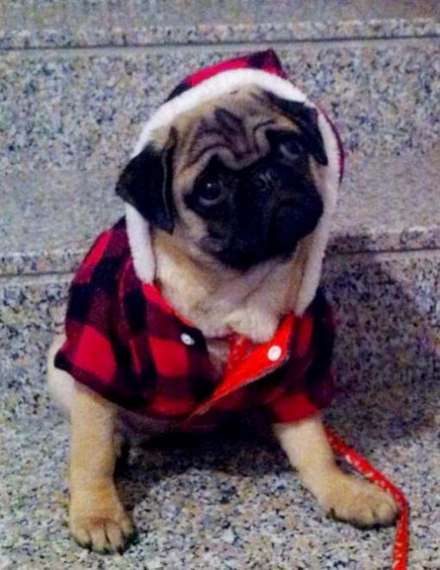 Il suo primo cappottino ,Lalla a 4 mesi .