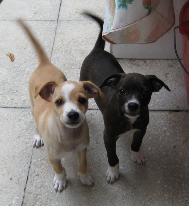 Layla e il suo fratellino 