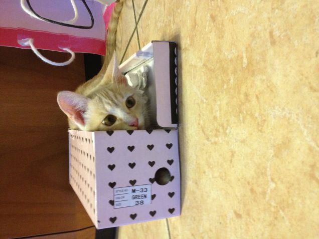 scatole che passione