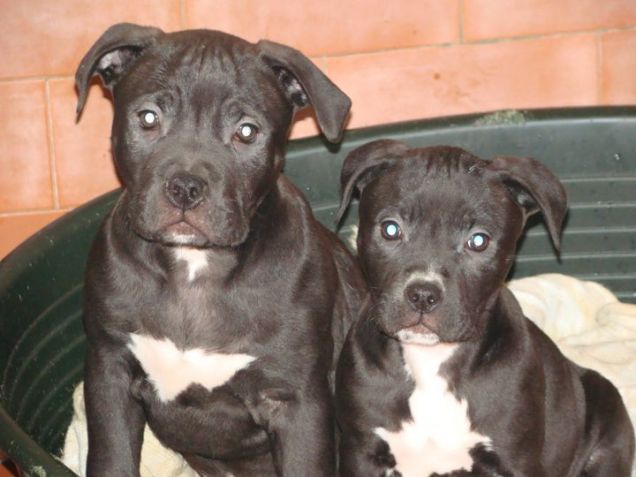 IL MIO BIMBO PELOSO E LA SUA SORELLINA