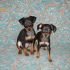 cerco pinscher nano maschio nero