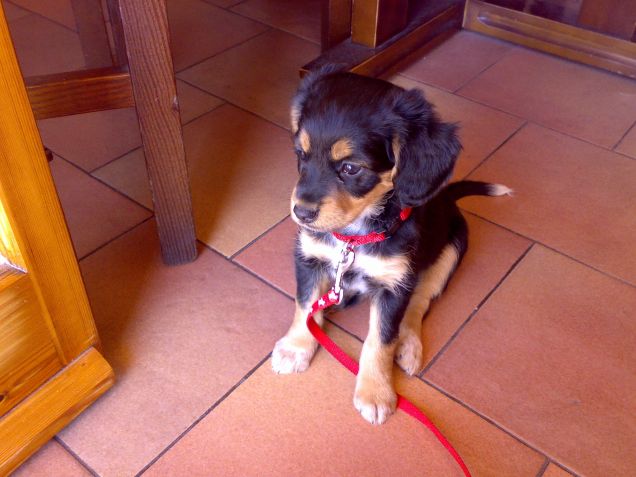 Lolly appena arrivata a casa