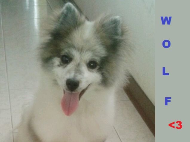 Il nostro primo giorno insieme WOLF