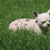 le uscite in giadino  