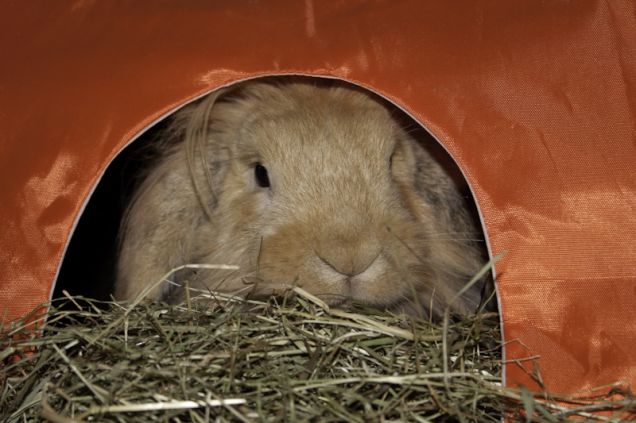 la mia tenda col fieno 