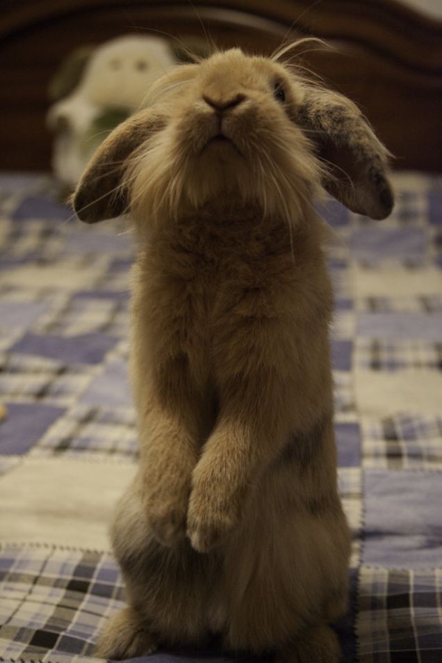 sono proprio curioso 