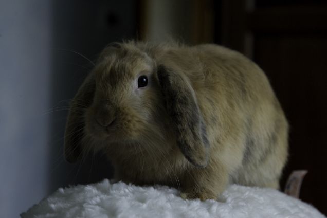 Questo pupazzo è morbido quasi quanto me 