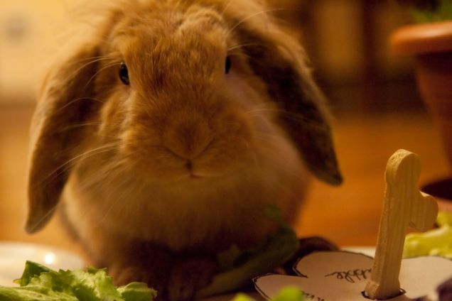 Il mio primo compleanno 